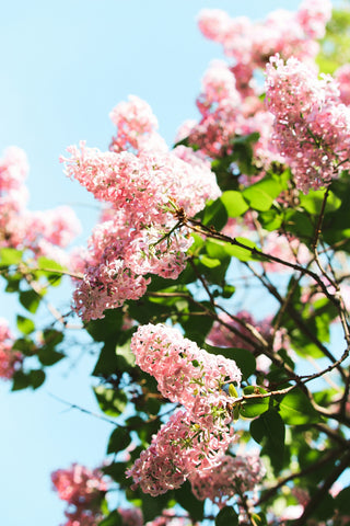 pink cherry blossom in close up photography