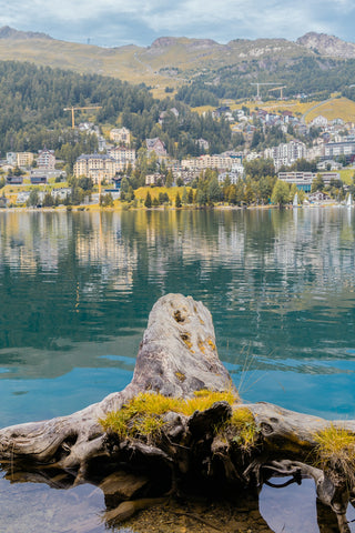 Tree roots in foreground with lake and town background