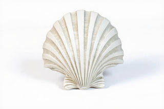 Napoli Shell Sconce - 12-inch — Flat White finish