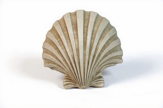 Napoli Shell Sconce - 12-inch — Museum Terracotta finish