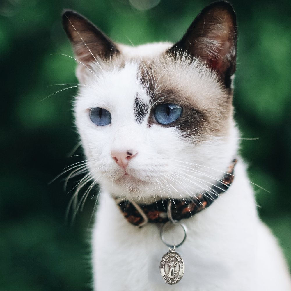 Engravable St. Francis of Assisi Pet Medal - Small